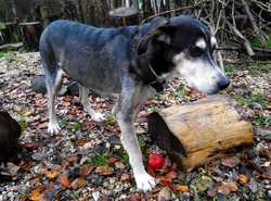 mein-hund-mit-krebs-und-epilepsie-behandlung-mit-hanf